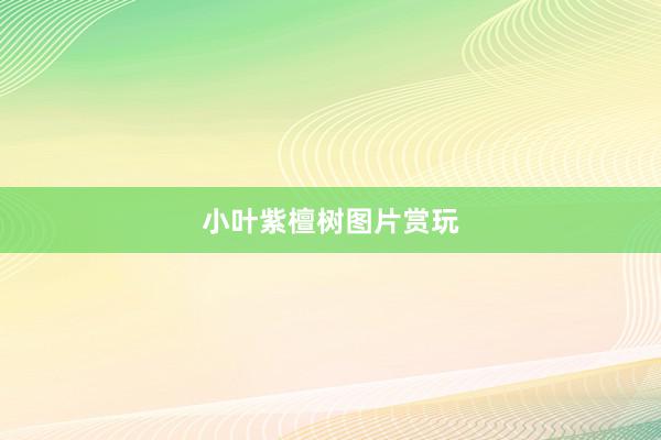 小叶紫檀树图片赏玩